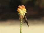 DSCN0106A.JPG