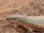 DSCN0584.JPG